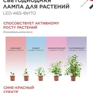 Лампа светодиодная LED-A65 STD-ФИТО красно-синий спектр 25Вт 230В Е27 IN HOME